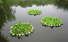  生態(tài)浮島