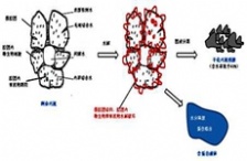  “微生物蛋白提取技術(shù)"將挑戰(zhàn)污水治理頑疾