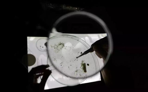 科學(xué)家確認(rèn)人體已被微塑料污染，污染源不僅是海洋
