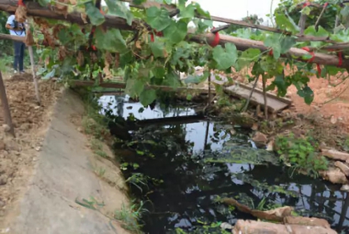 長沙市后湖：徹底消除黑臭，實現(xiàn)“長治久清”